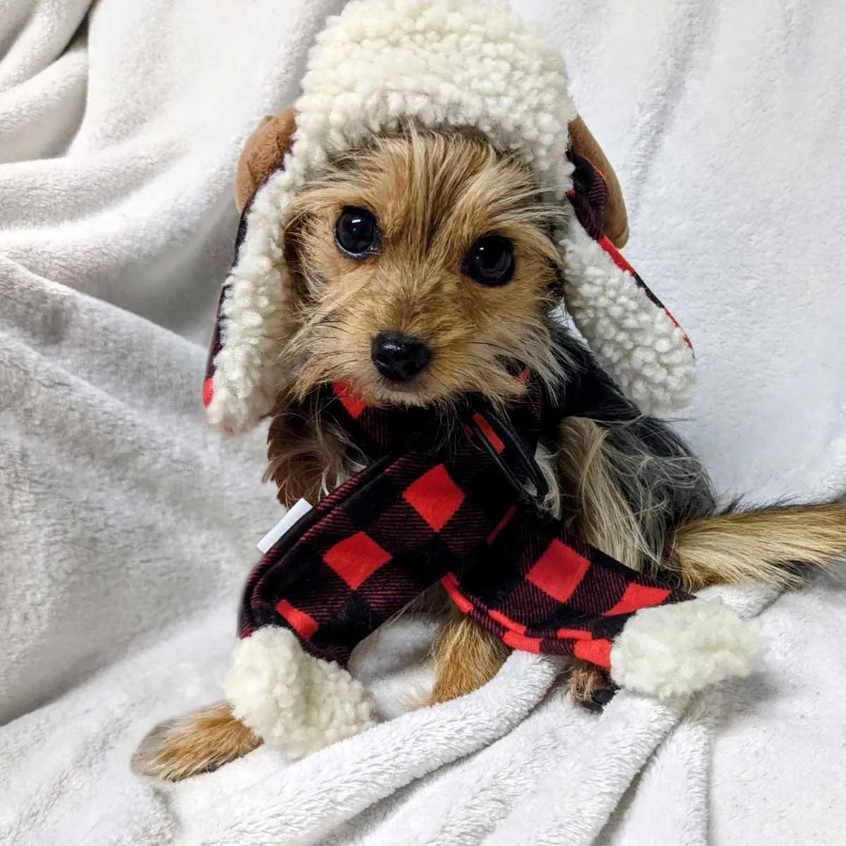 Buffalo Check Pet Scarf